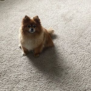 Meet your Posher, Amanda